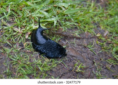 Slimy Black Slug On Grass And Soil