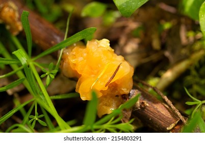 A Slimy Gooey Yellow Brain Mushroom Fungus Growing in the Foresta