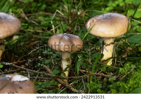 Slimy spike-cap mushrooms growing in a Spruce forest in Estonia, Northern Europe