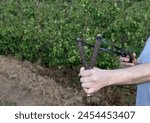 Slingshot aimed and pulled back against wrist, with hands - in forest setting. slingshot ready to fire