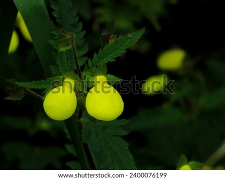 Slipper flowers. alceolaria, also called lady's purse, slipper flower, and pocketbook flower, or slipperwort.                               