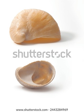 Slipper limpet (Crepidula fornicata) (gastropod mollusc) shell, side and ventral views of isolated shells on a white background