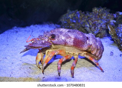 1,670 Spanish lobster Images, Stock Photos & Vectors | Shutterstock