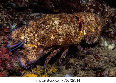 live slipper lobster for sale