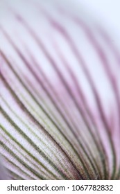 Slipper Orchid Close Up