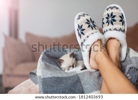 Slippers on women's legs and kitten. Cat near soft comfortable home slipper