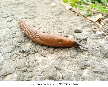 Slippery brown slug with black head crawls on the asphalt. Red roadside slug (Arion rufus) on the street during the day.