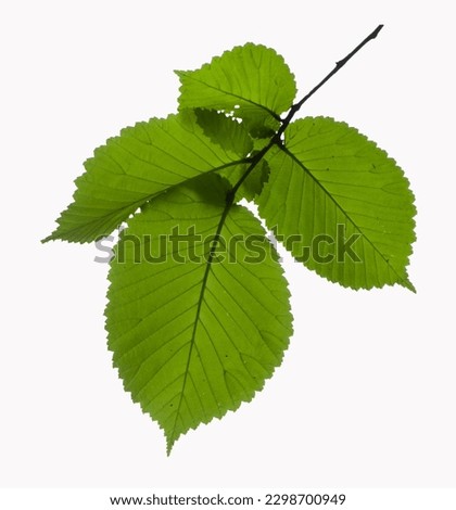Slippery elm tree branch with leaves 