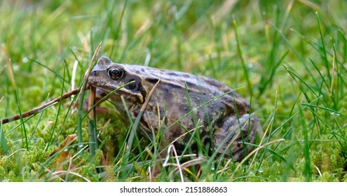 
Slippery Frog In The Grass