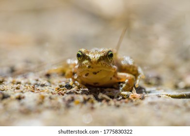 Slippery Frog In A Pond In The Nature