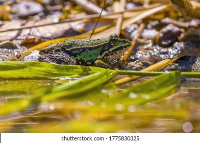 Slippery Frog In A Pond In The Nature