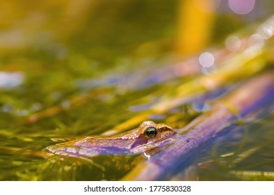 Slippery Frog In A Pond In The Nature