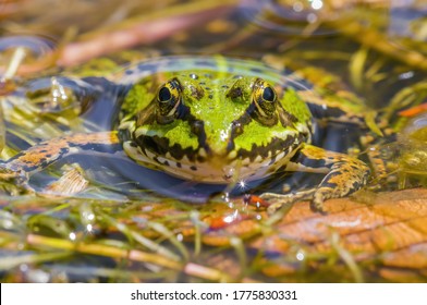 Slippery Frog In A Pond In The Nature