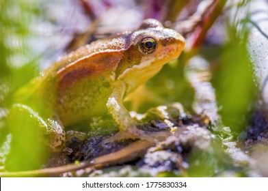 Slippery Frog In A Pond In The Nature