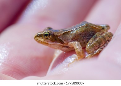 Slippery Frog In A Pond In The Nature