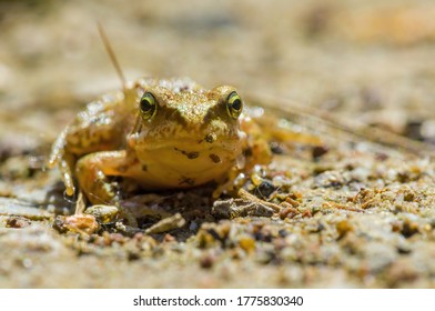 Slippery Frog In A Pond In The Nature