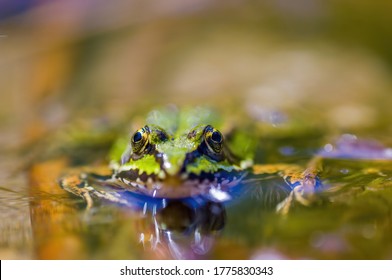 Slippery Frog In A Pond In The Nature