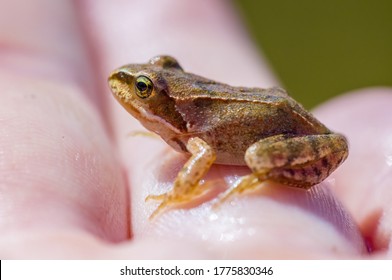 Slippery Frog In A Pond In The Nature