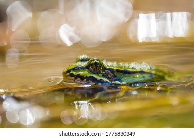 Slippery Frog In A Pond In The Nature