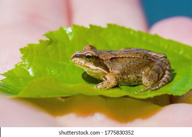 Slippery Frog In A Pond In The Nature