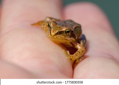 Slippery Frog In A Pond In The Nature