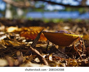 Slippery Jack Mushroom (Suillus Luteus) Under A Pine Tree At The Edge Of Dow's Lake, Ottawa, Ontario, Canada.