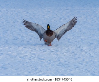 Slippery Landing. A Mallard Duck Crash Landing On A Frozen Lake Wanting To Be Fed.