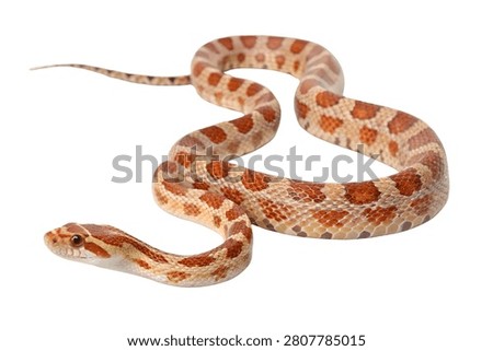 Slithering light brown and white corn snake moving in a wavy pattern isolated on white background