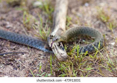 Slithering

A Snake Found Near Our Campsite At Douglas Hot Springs Near Katherine, Northern Territory, Australia