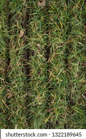 Slits In Fescue Lawn Turf From Power Slice/slit Seeder