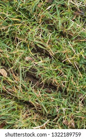 Slits In Fescue Lawn Turn From Power Slit/slice Seeder