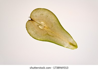 Slive Of Pear With Light Shining Through