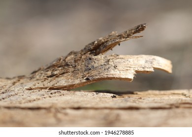 Sliver of an old tree close-up. A sliver of rotten wood in the forest.  - Shutterstock ID 1946278885