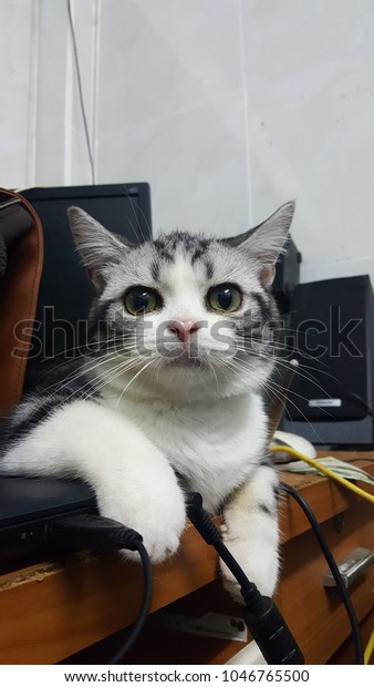 Sliver Tabby White American Shorthair Cat Stock Photo Edit Now