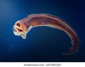 Sloane viperfish (Chauliodus sloani) - deep ocean creature - Shutterstock ID 2257607267