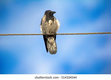 Slob Stoned Crow Hooded Crow Electric Stock Photo 514104544 | Shutterstock