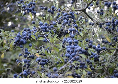 Sloe Berries In Abundance In Late Summer. Picked By Locals And Added To Gin To Make Sloe Gin.