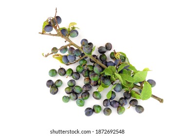 Sloe Berries From The Blackthorn Bush Used For Making Sloe Gin And Jam