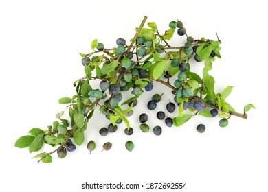 Sloe Berries From The Blackthorn Bush Used For Making Sloe Gin And Jam