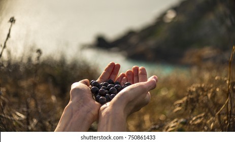 Sloe Berries In Hands Outdoors For Making Sloe Berry Gin