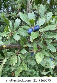 Sloe Berries On A Blackthorn Hedge