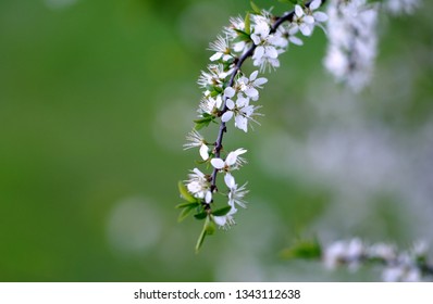 Sloe Blossom On A Blackthorn Hedge, UK