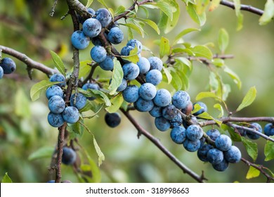 Sloe bush with many fruits