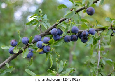 Sloes, The Fruit Of The Blackthorn Prunus Spinosa In A Countryside Hedgerow. The Tart Fruits Are Often Used To Make Sloe Gin.