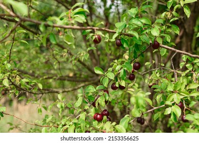 Sloes, Rich In Nutrients. A Wild Plum Tree On The Edge Of The Forest With Small Organic Fruit.