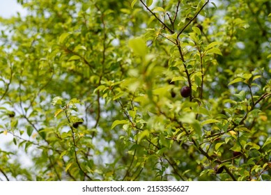 Sloes, Rich In Nutrients. A Wild Plum Tree On The Edge Of The Forest With Small Organic Fruit.