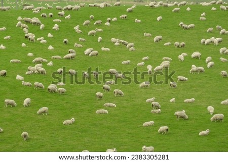 Similar – cloudy lawnmowers Sheep