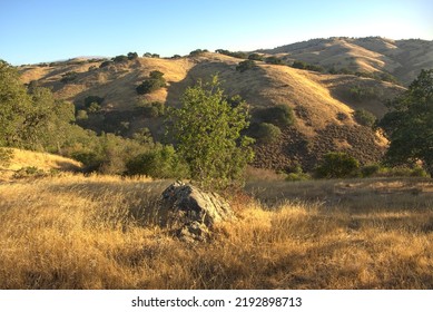 The Sloping Hills Of Central California. Wilderness For Miles. The Great Outdoors. Dry Summer Day