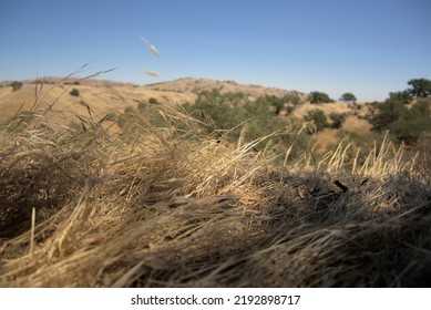 The Sloping Hills Of Central California. Wilderness For Miles. The Great Outdoors. Dry Summer Day