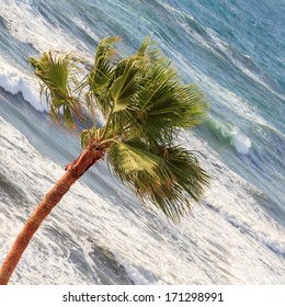 sloping palm tree at the ocean